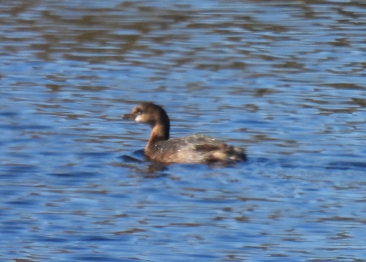 Pied-billed Grebe - ML610678183