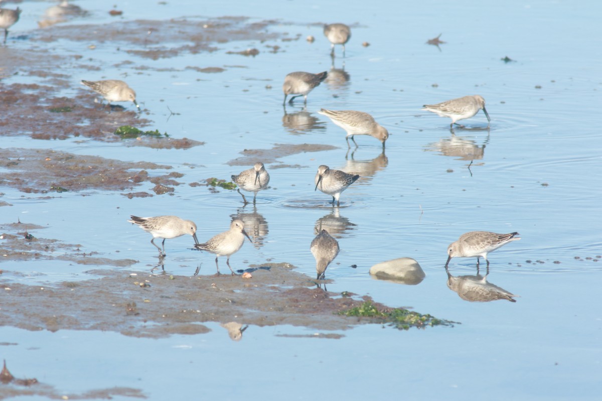 Dunlin - ML610678201