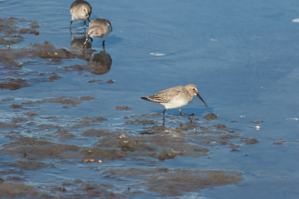 Dunlin - ML610678203