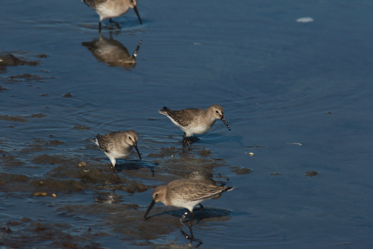 Dunlin - ML610678205