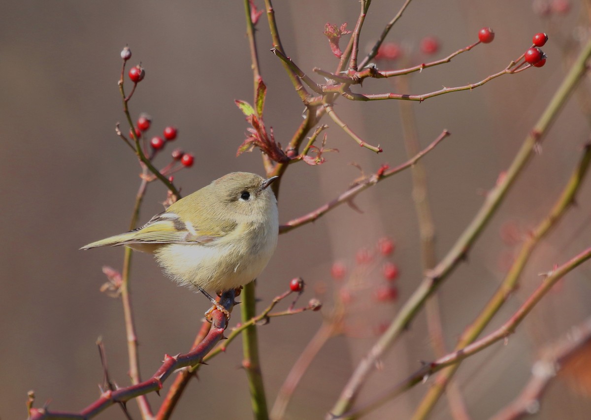 Ruby-crowned Kinglet - Aaron Graham