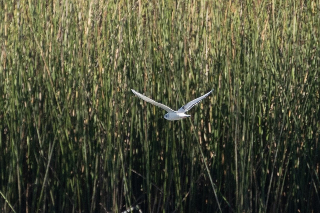 Bonaparte's Gull - ML610678214