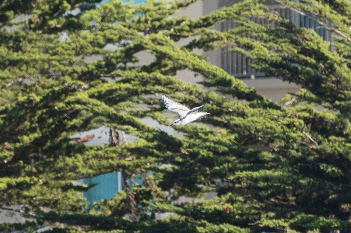 Bonaparte's Gull - ML610678226