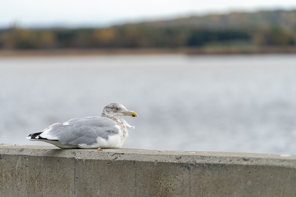 Herring Gull - ML610678237