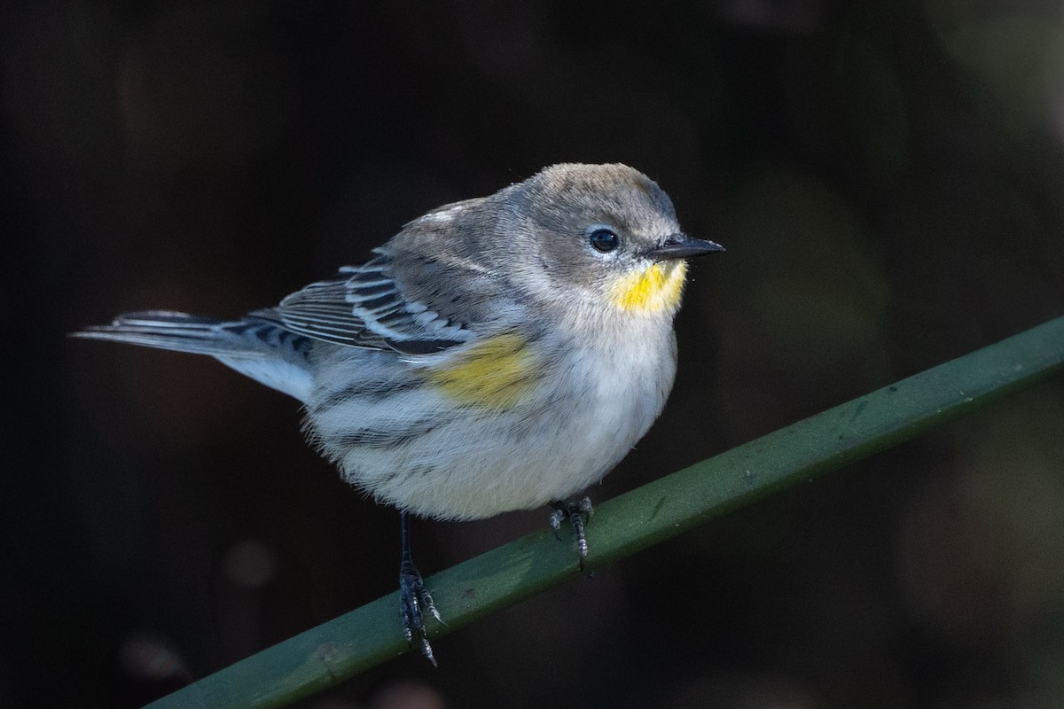 Yellow-rumped Warbler (Audubon's) - ML610678252
