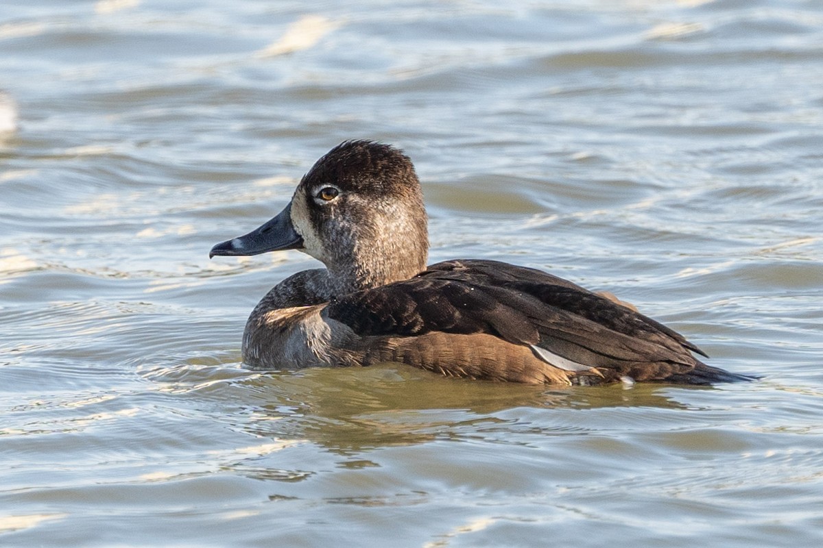 Ring-necked Duck - ML610678315