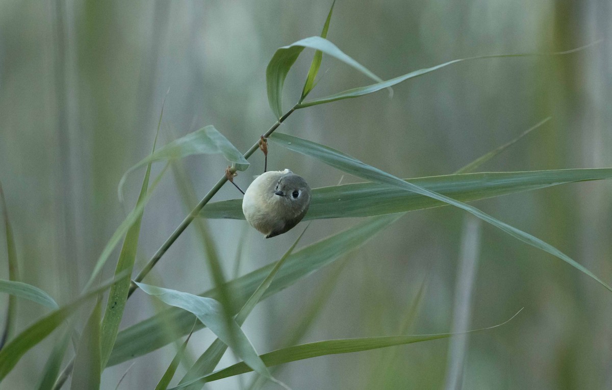 Ruby-crowned Kinglet - Matthew Skalla