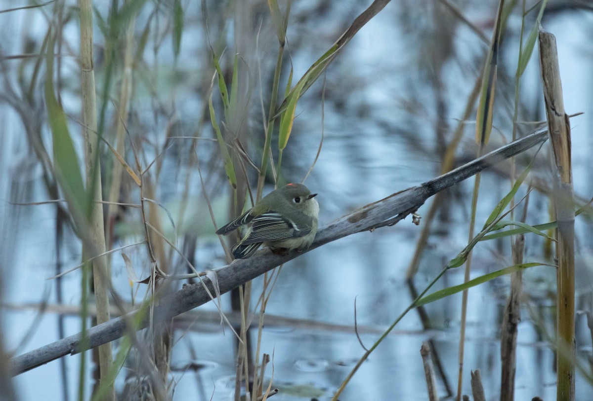 Ruby-crowned Kinglet - Matthew Skalla