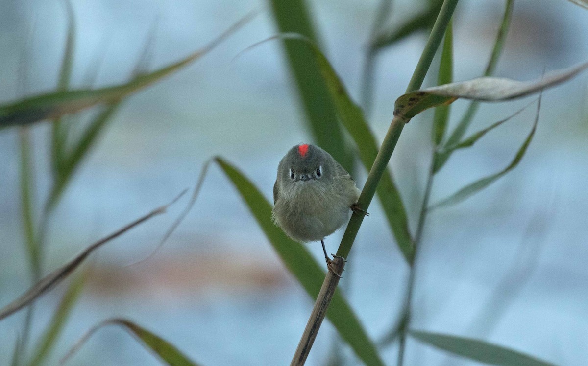 Ruby-crowned Kinglet - Matthew Skalla