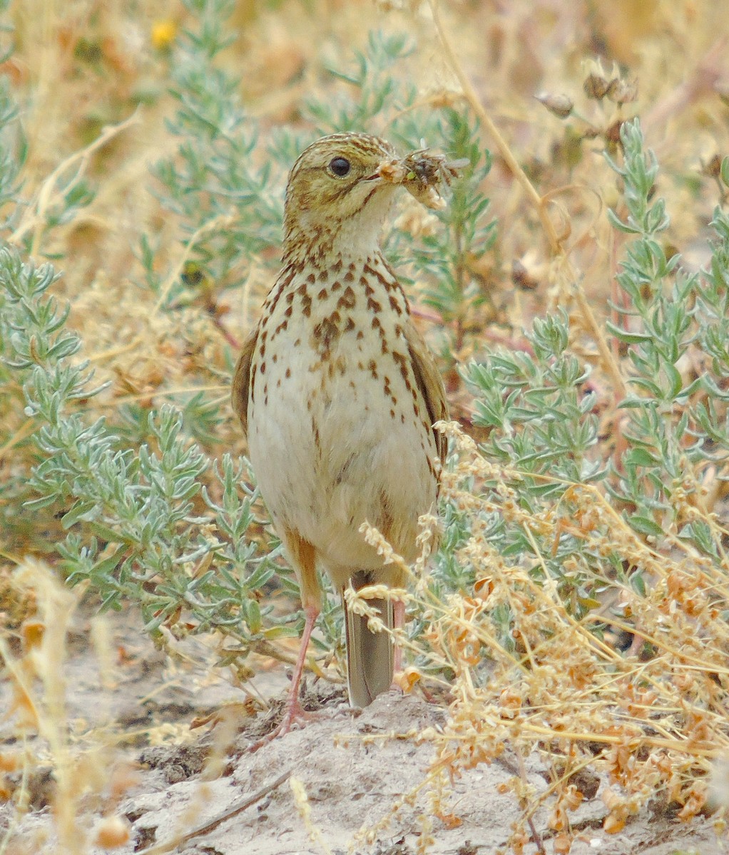 Correndera Pipit - ML610678500