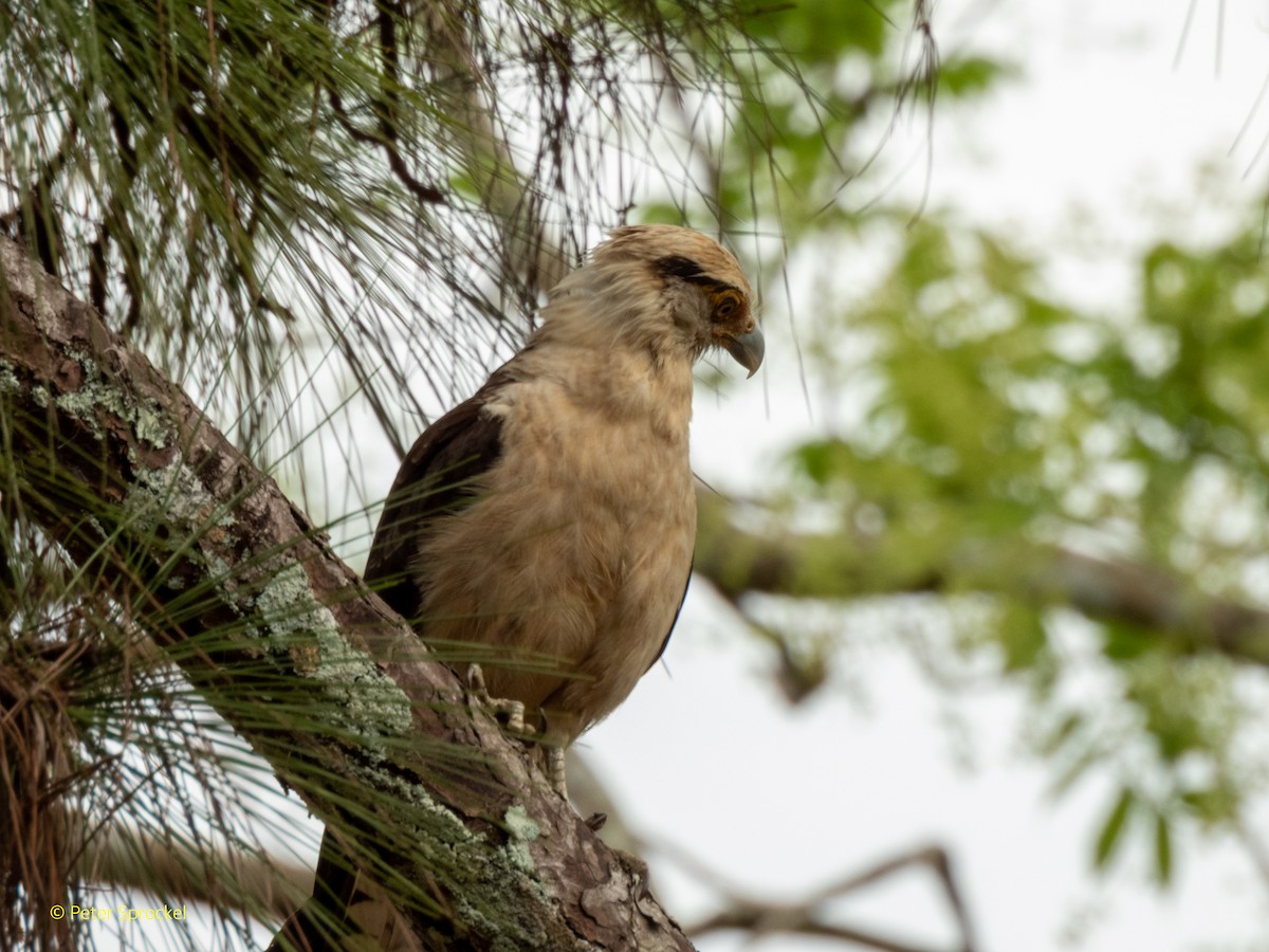 Yellow-headed Caracara - ML610678677