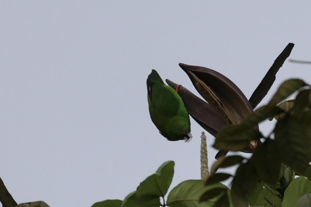 Pygmy Hanging-Parrot - ML610678787