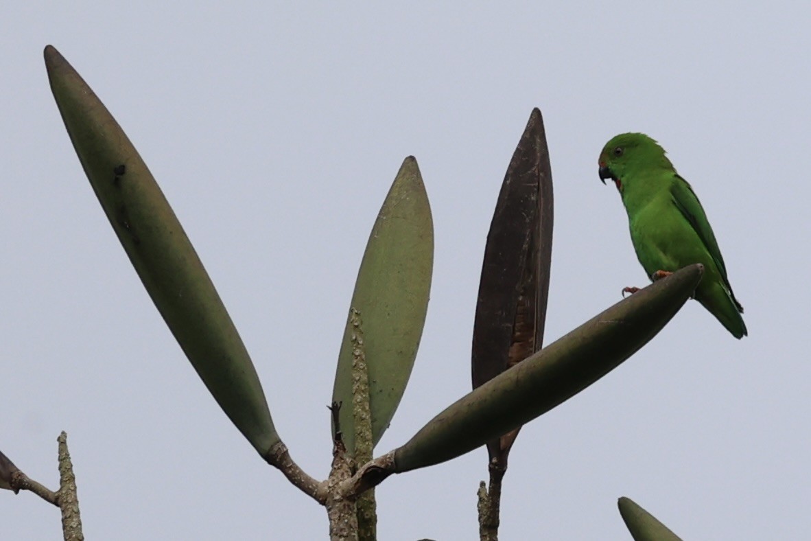 Sulawesi Hanging-Parrot - ML610678788