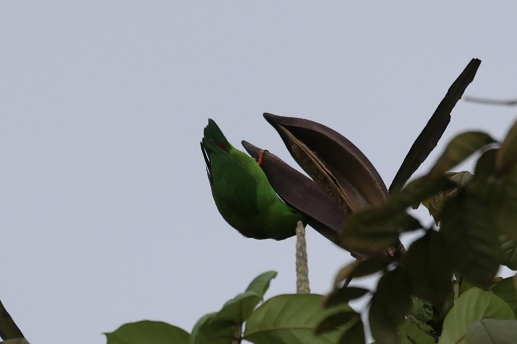 Sulawesi Hanging-Parrot - ML610678789