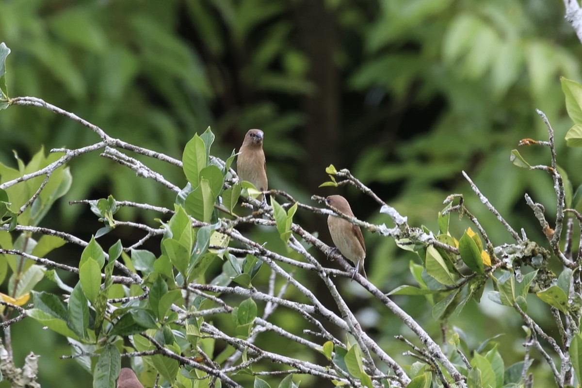 Chestnut Munia - Andrew William