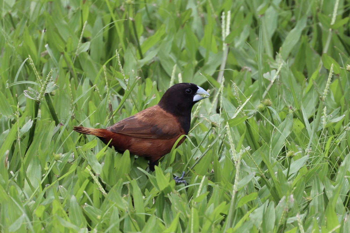 Chestnut Munia - Andrew William