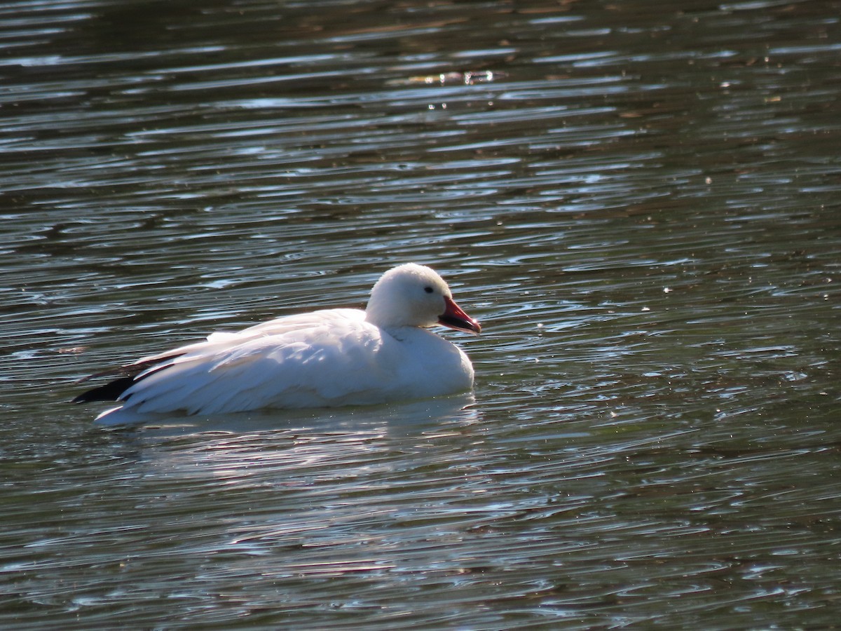 Snow Goose - ML610678864