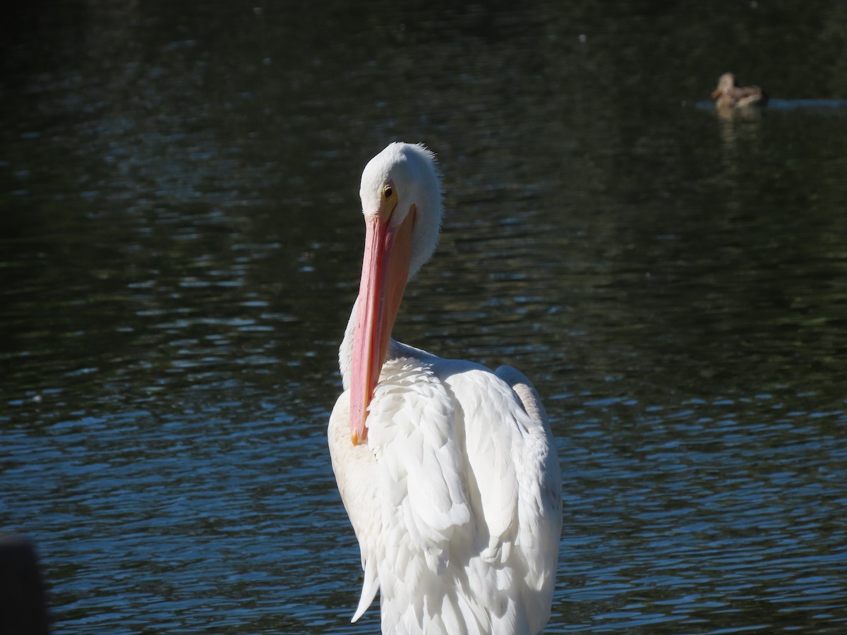 American White Pelican - Becky Turley