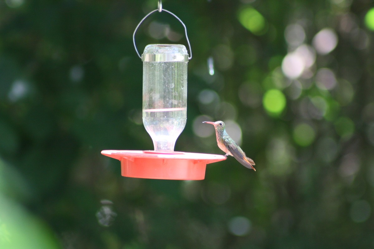 Buff-bellied Hummingbird - ML610678894