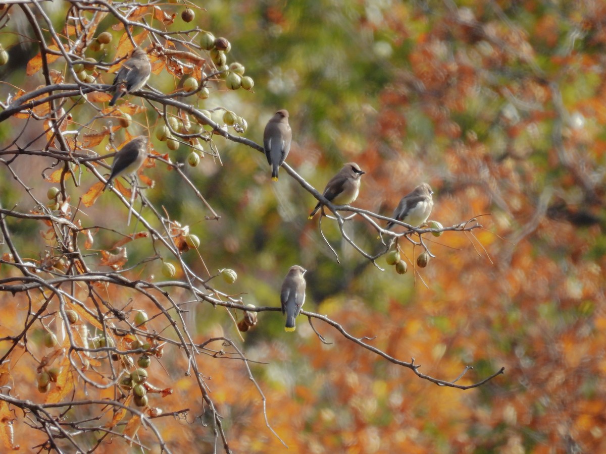 Cedar Waxwing - ML610678902