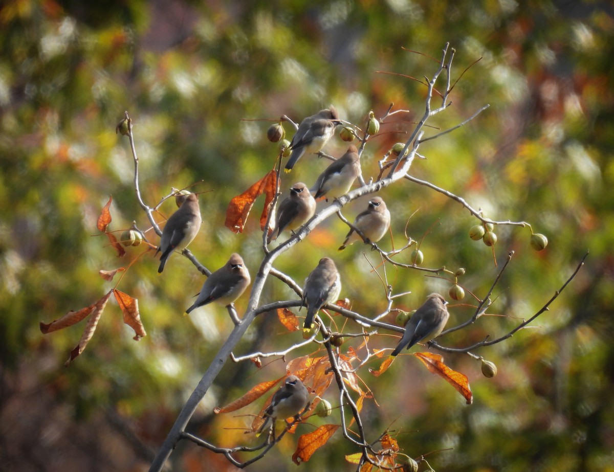 Cedar Waxwing - ML610678903