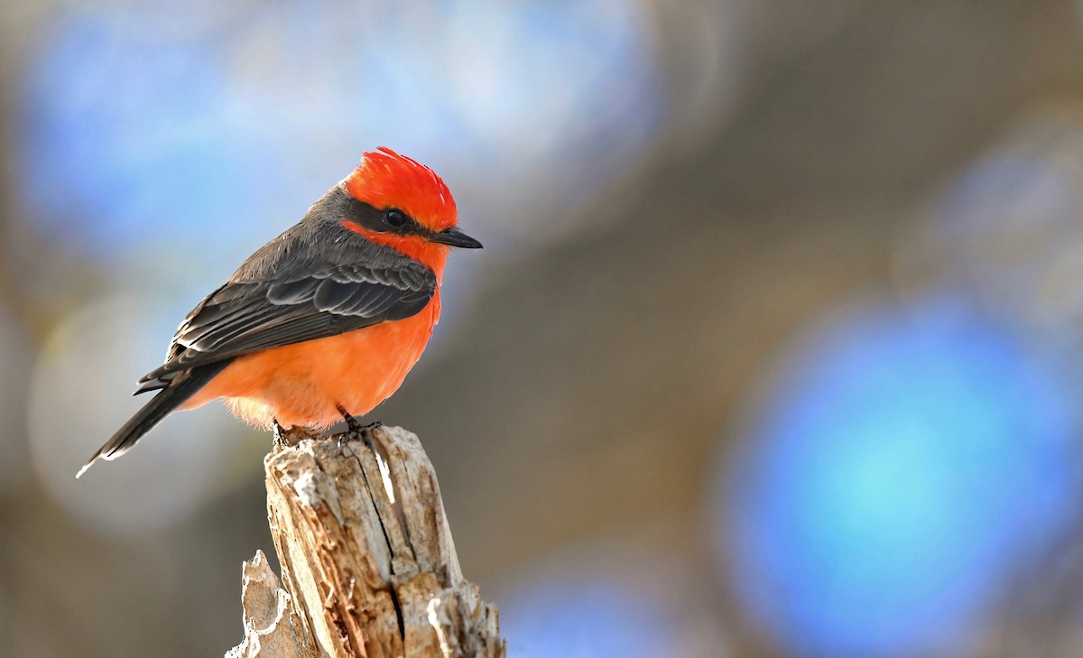 Vermilion Flycatcher - Barbara Wise