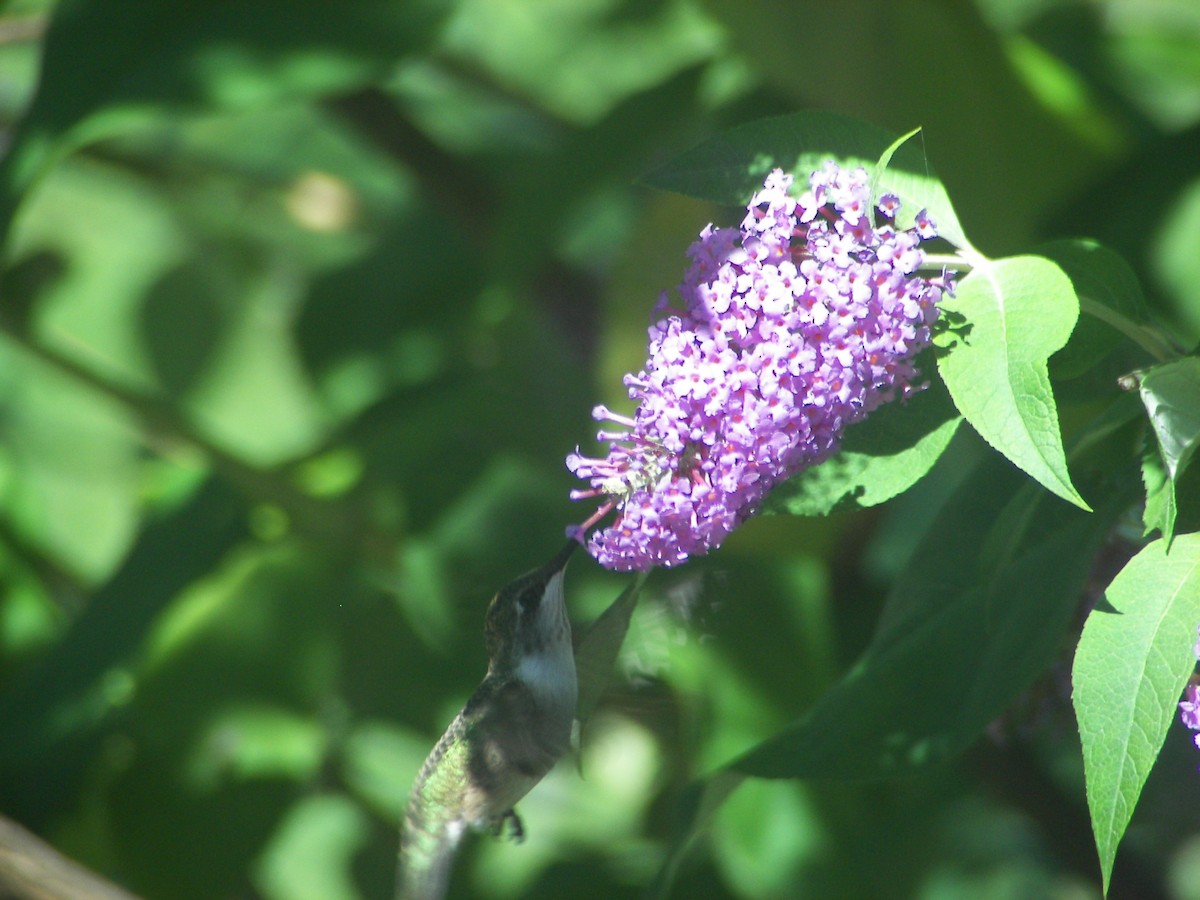 Ruby-throated Hummingbird - ML610679037