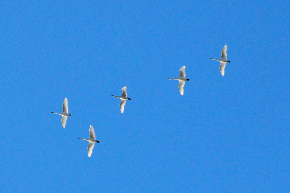 Tundra Swan - Russ Sulich