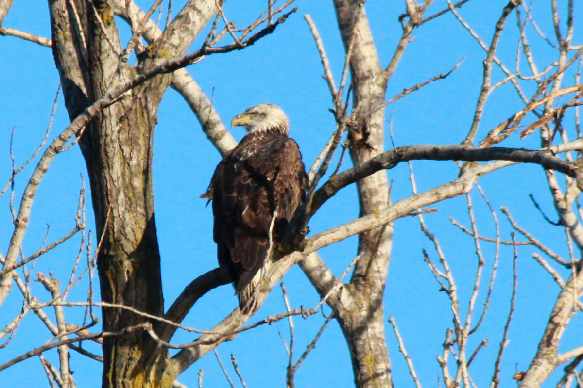 Bald Eagle - Russ Sulich