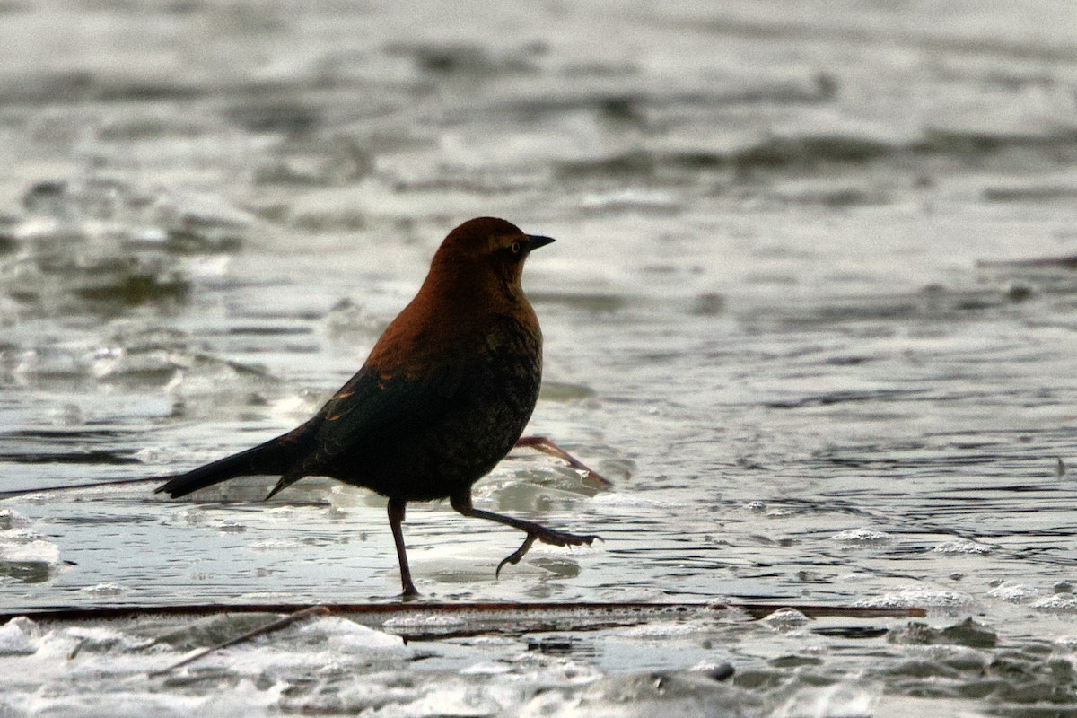 Rusty Blackbird - ML610679145