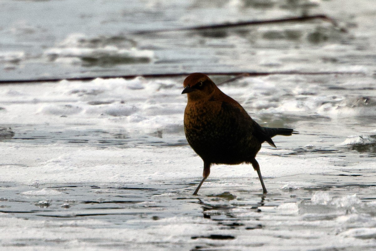 Rusty Blackbird - ML610679148