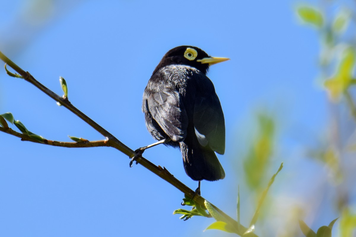 Spectacled Tyrant - ML610679416