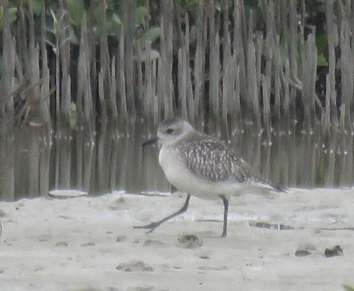 Black-bellied Plover - ML610679485