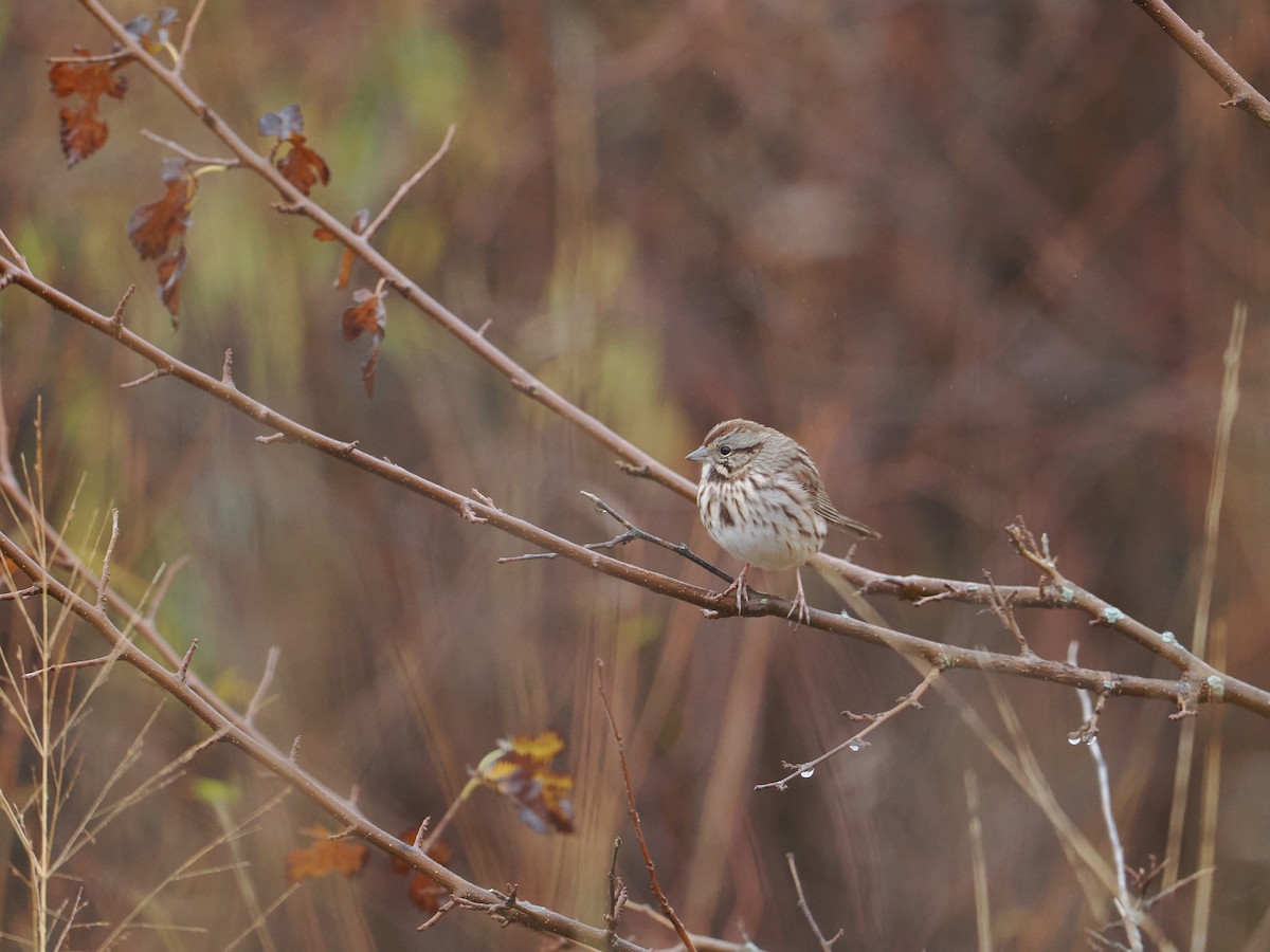 Song Sparrow - Patricia Rettig