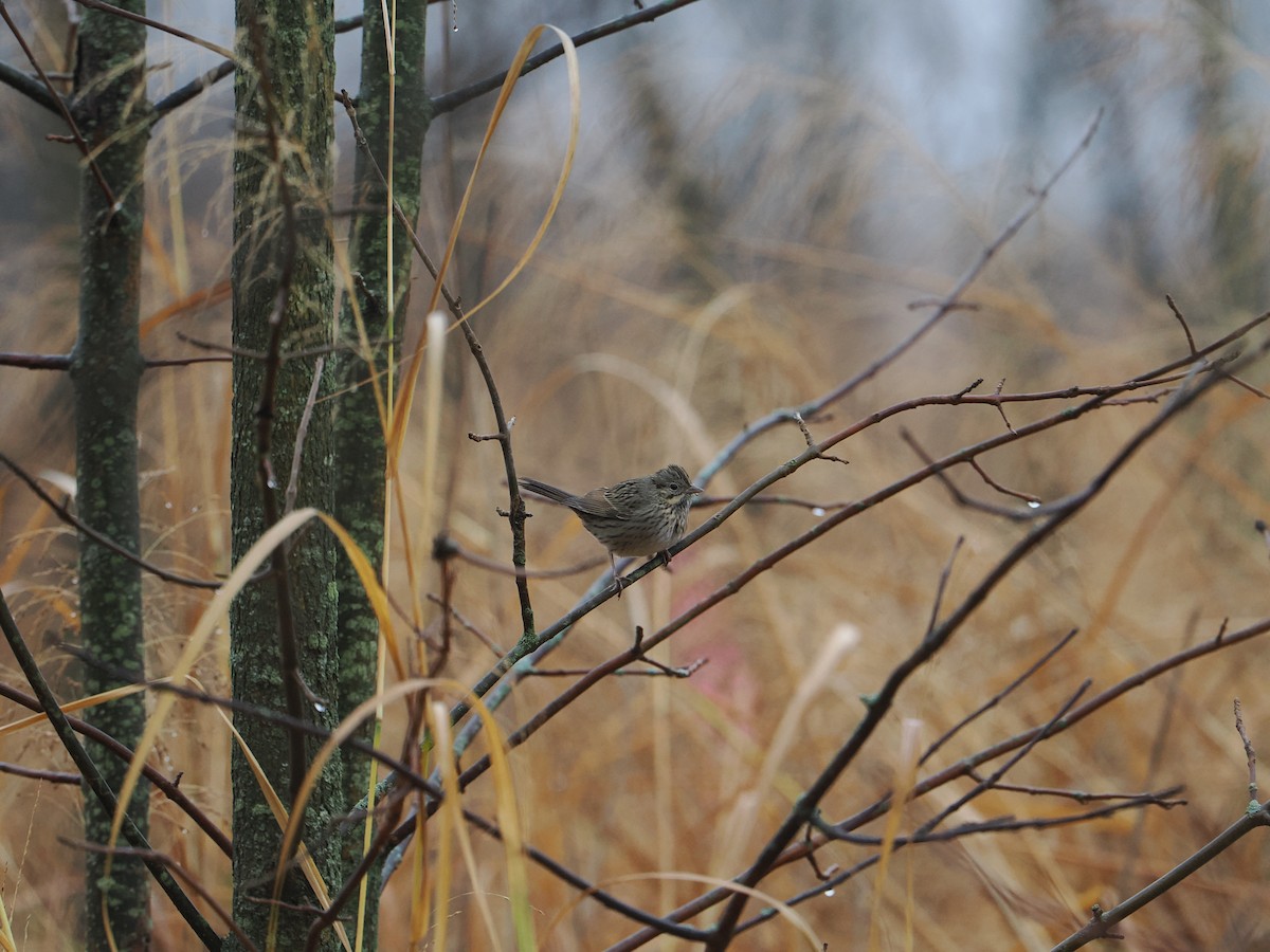 Lincoln's Sparrow - ML610679616