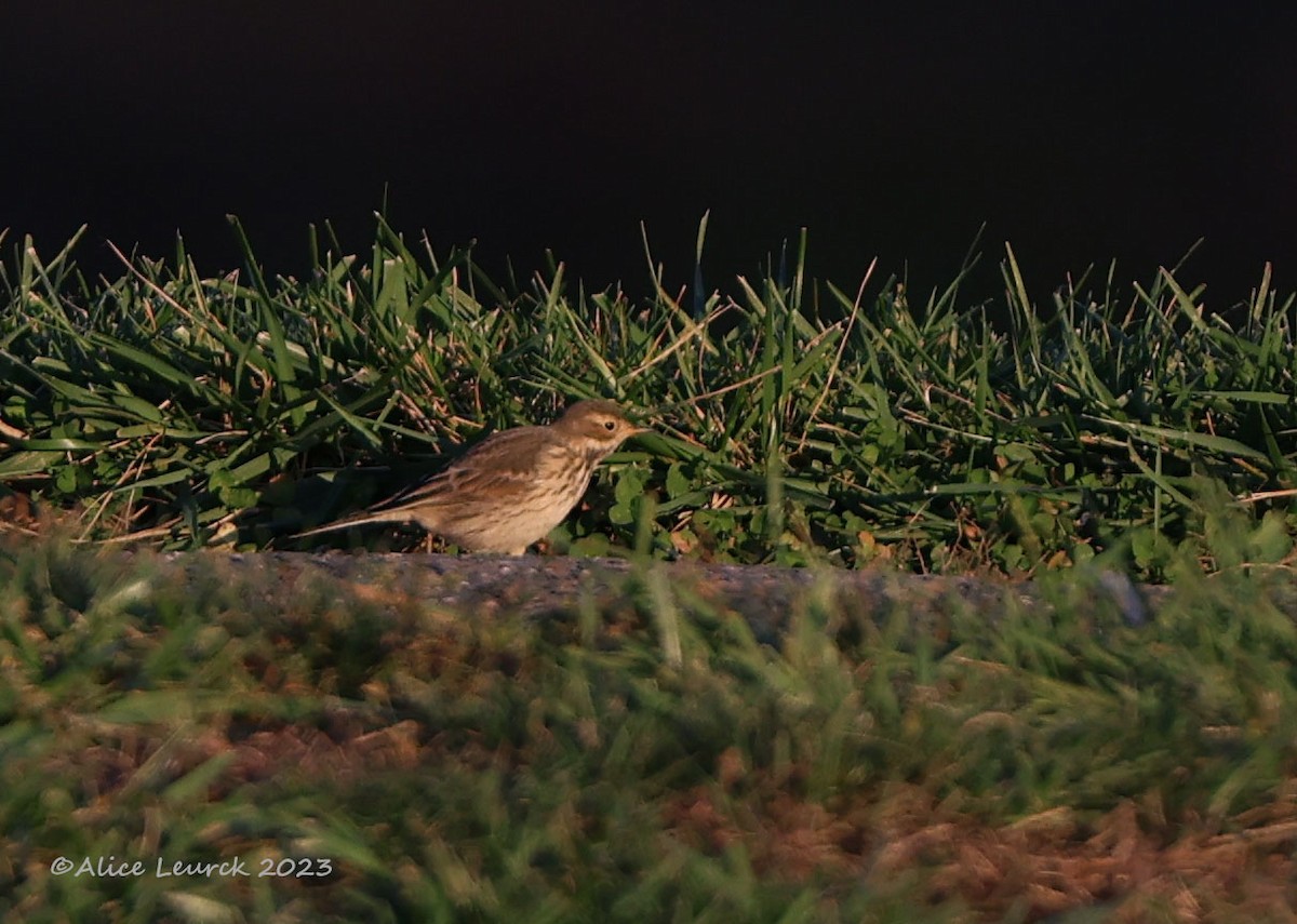 American Pipit - ML610679618