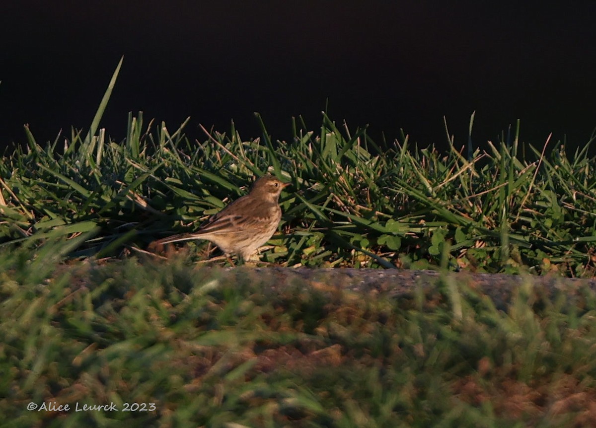 American Pipit - ML610679619
