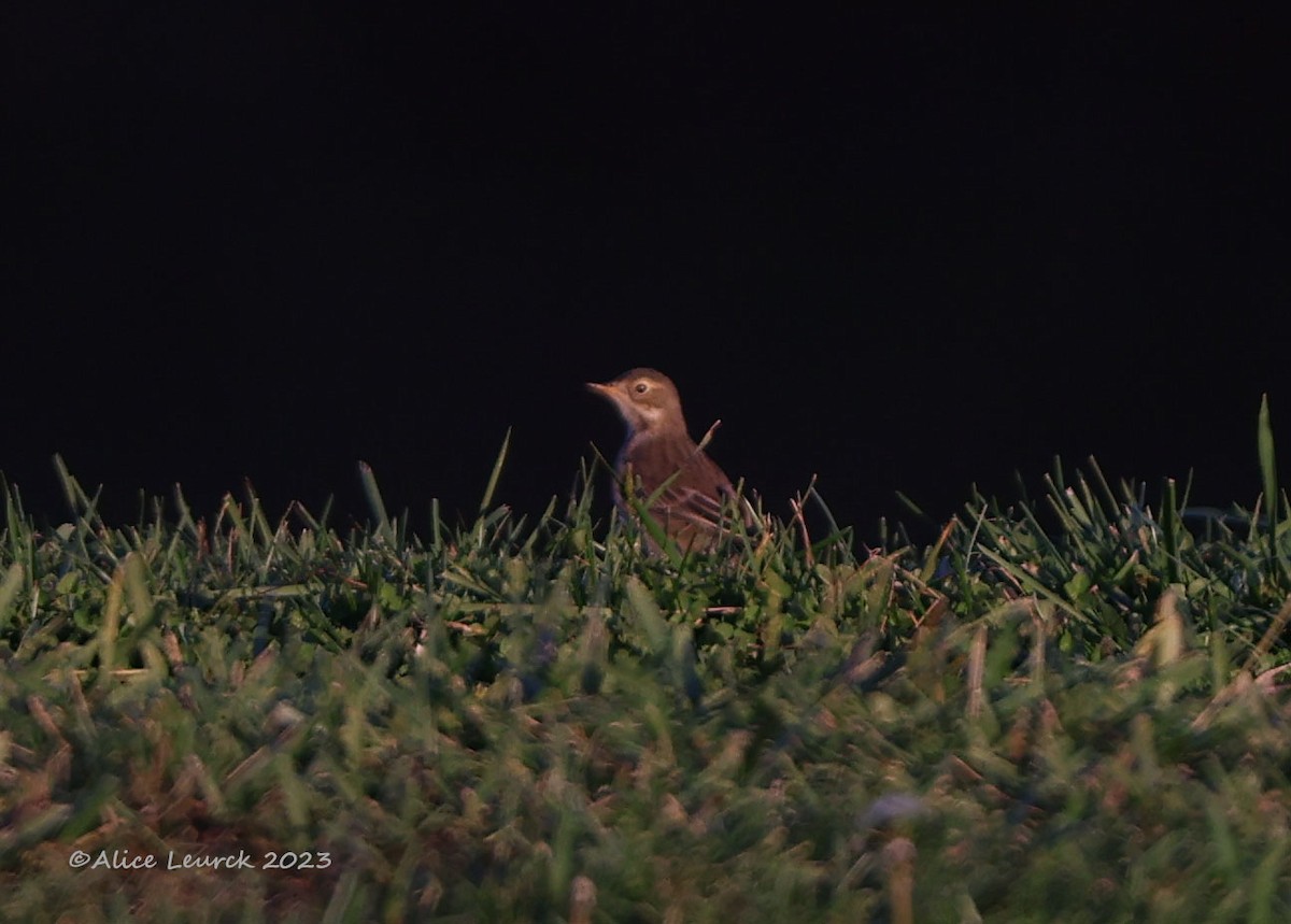 American Pipit - ML610679620