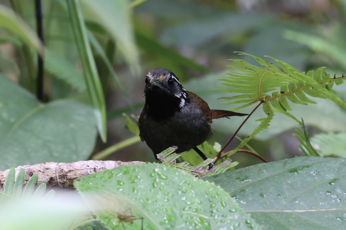 White-necked Babbler - ML610679630