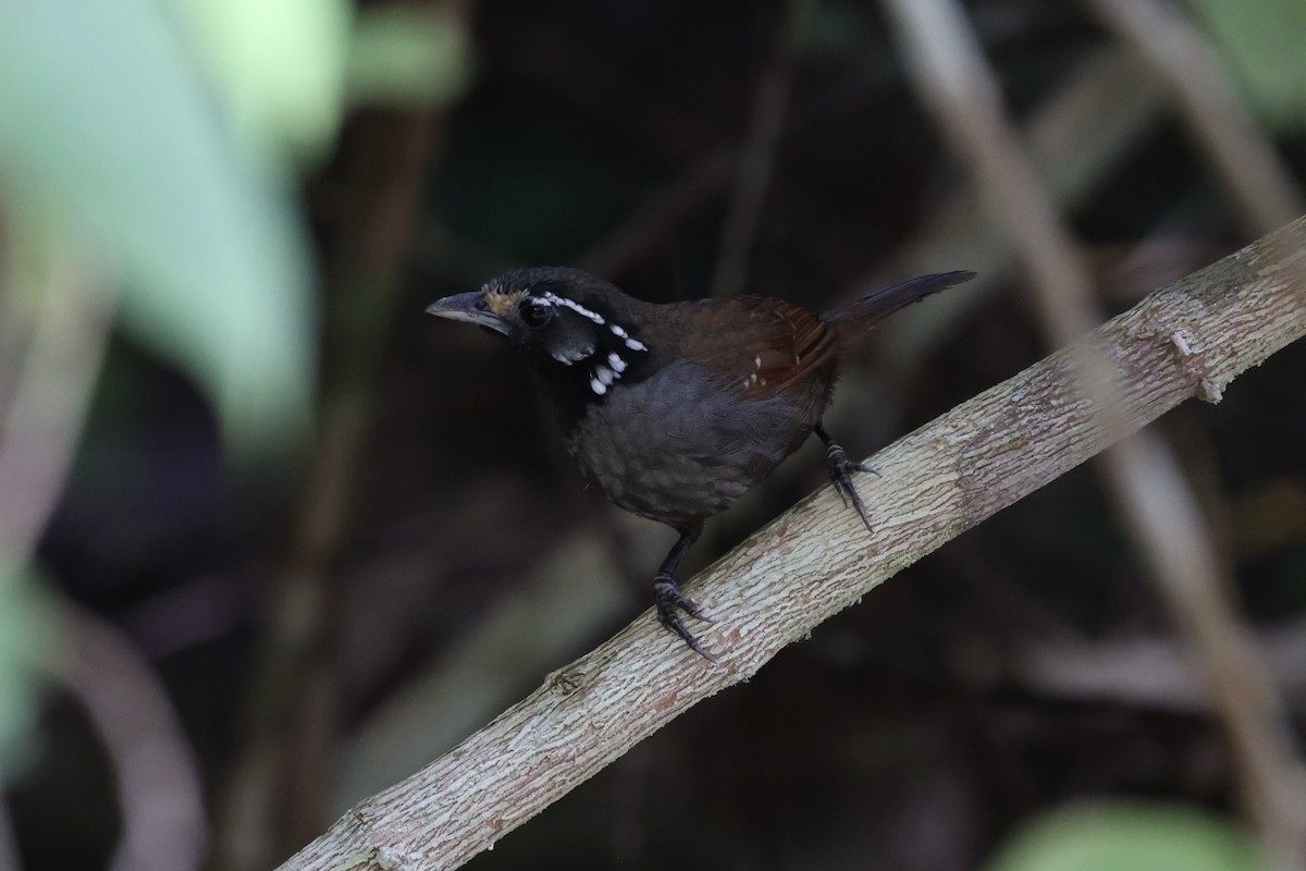 White-necked Babbler - ML610679635