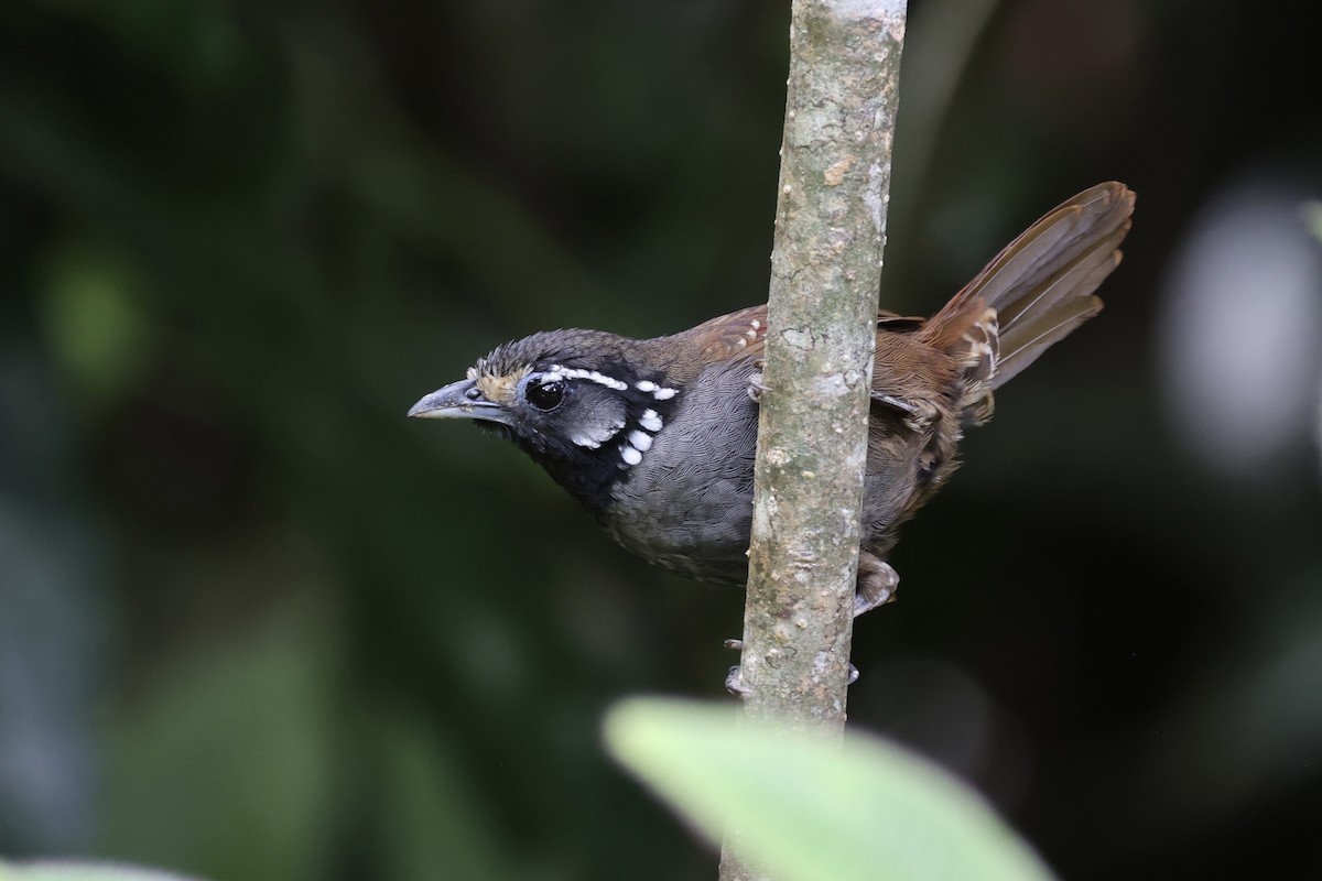 White-necked Babbler - ML610679638