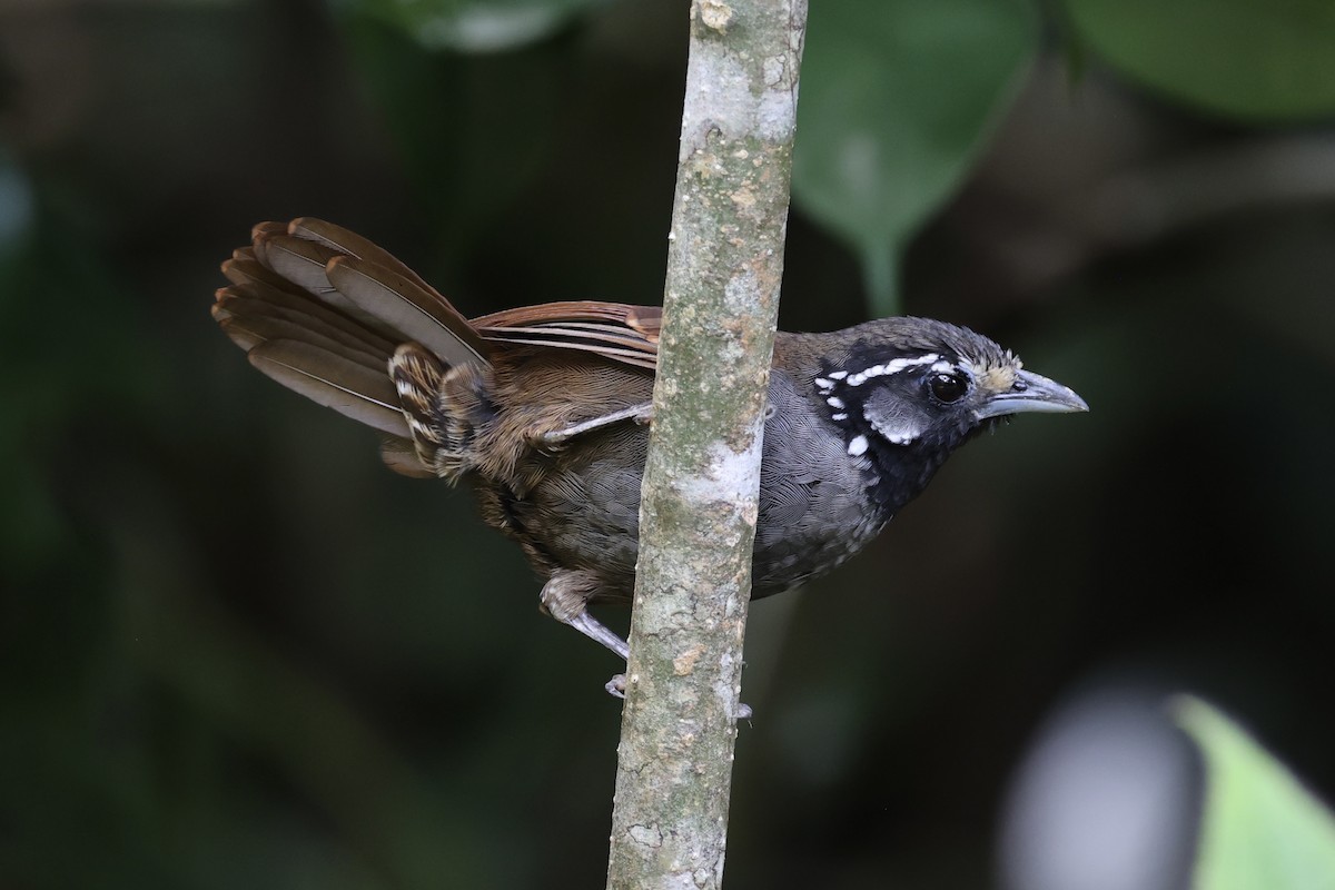 White-necked Babbler - ML610679641