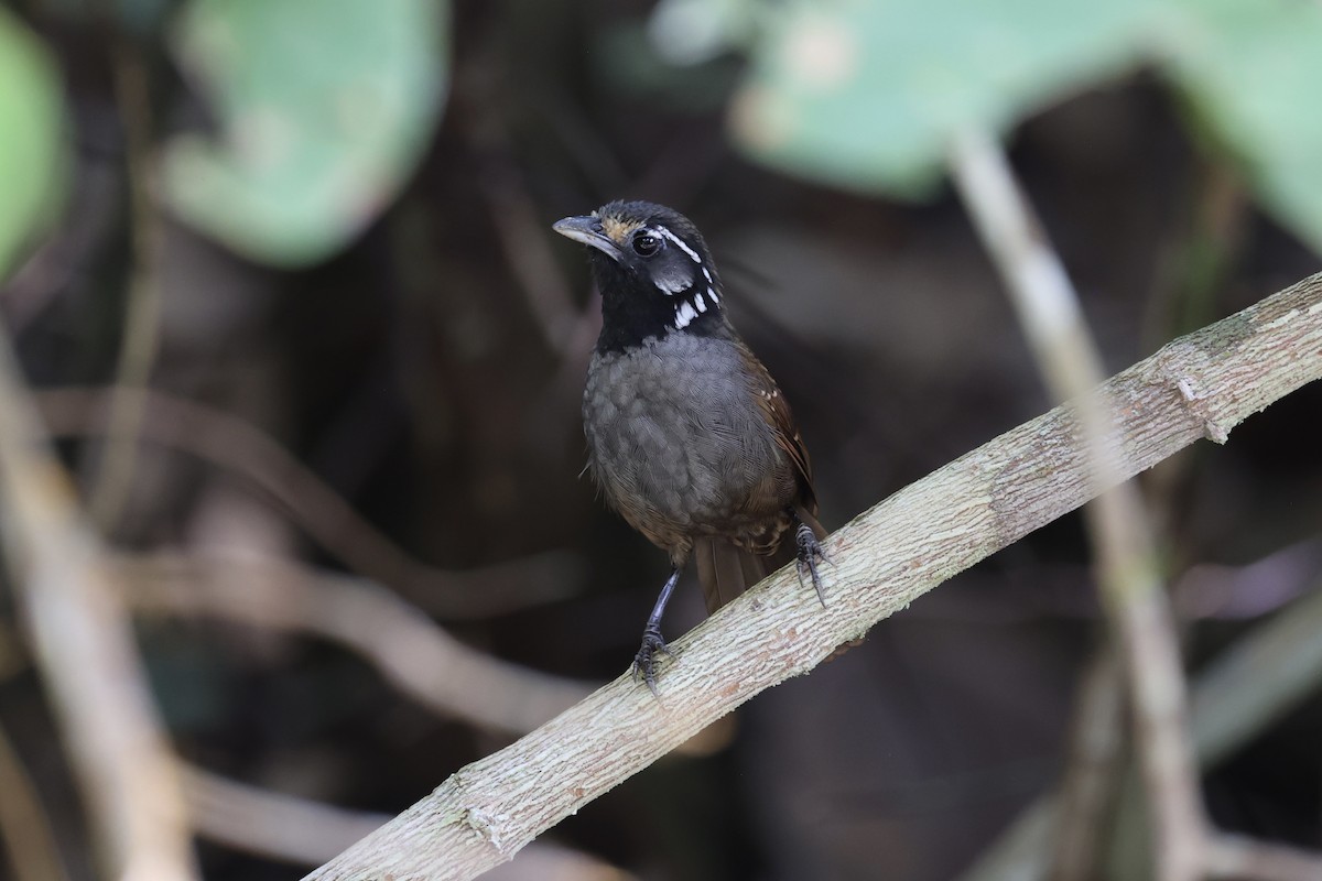 White-necked Babbler - ML610679642