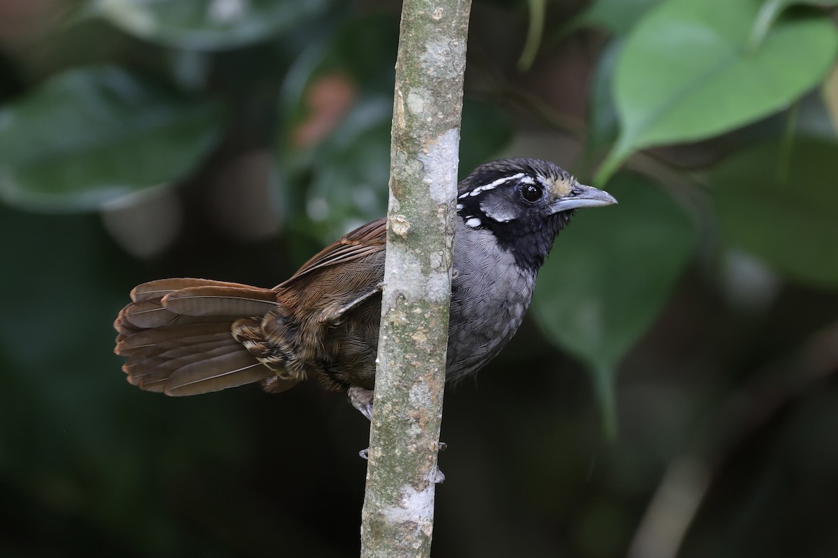 White-necked Babbler - ML610679646