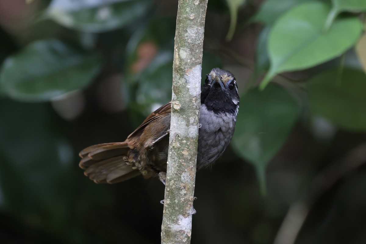 White-necked Babbler - ML610679647