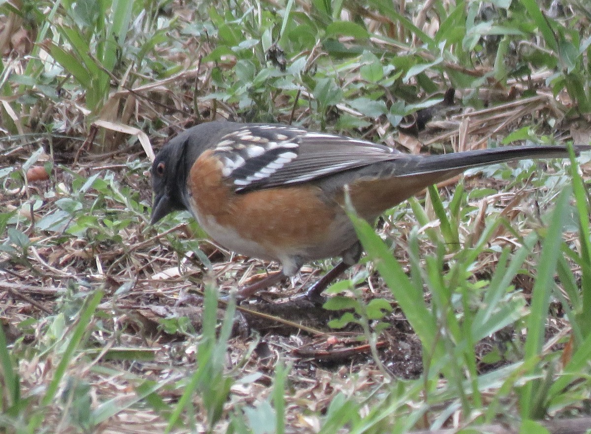 Spotted Towhee - ML610679764