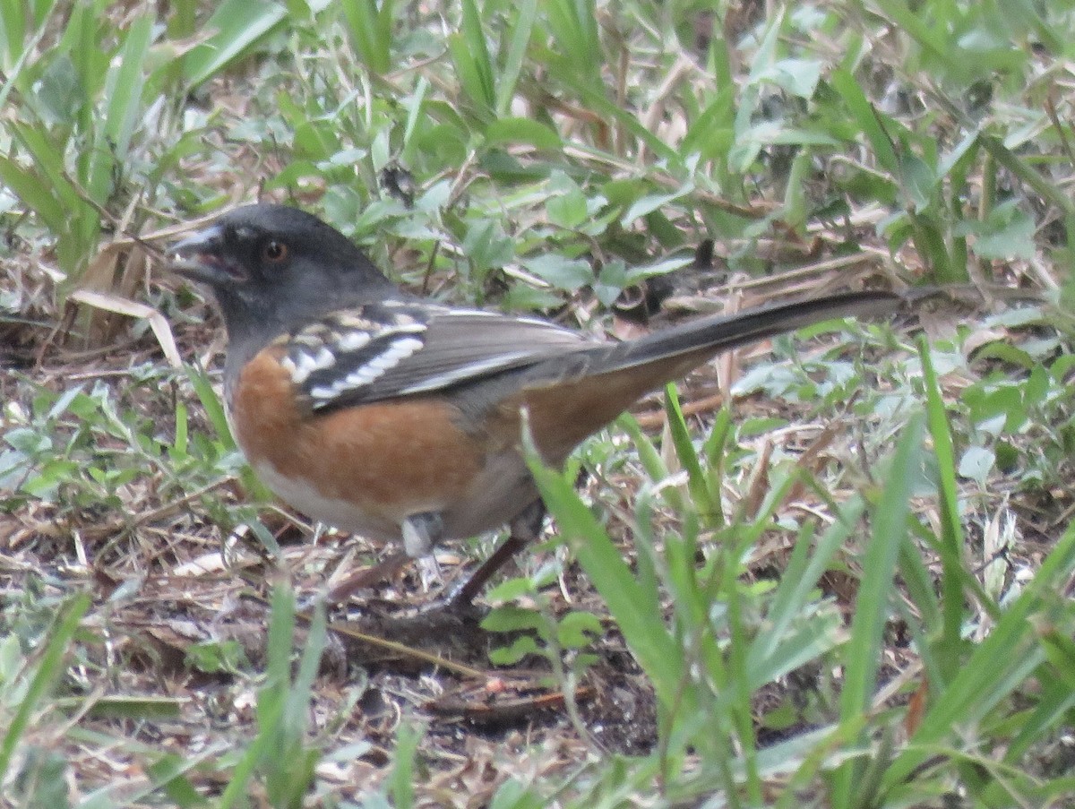 Spotted Towhee - ML610679765