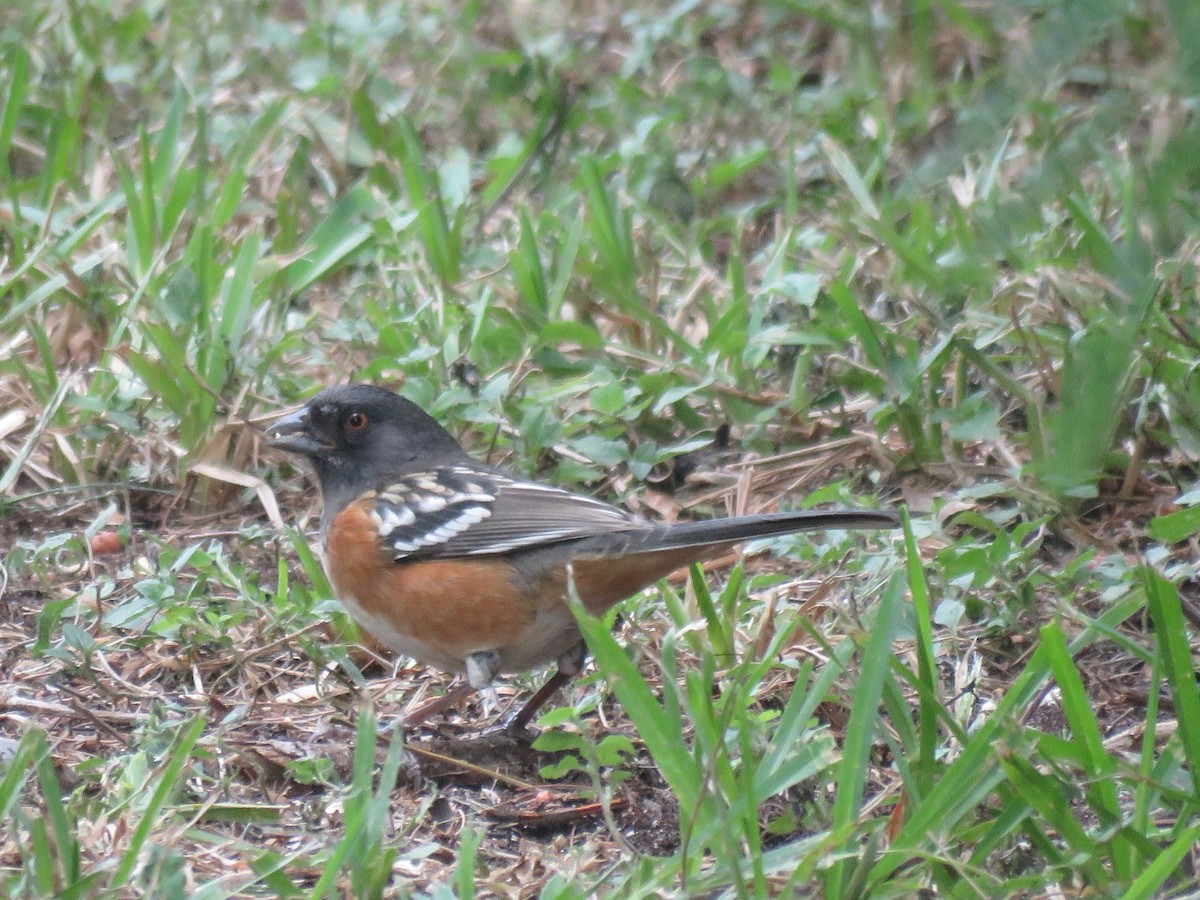 Spotted Towhee - ML610679766