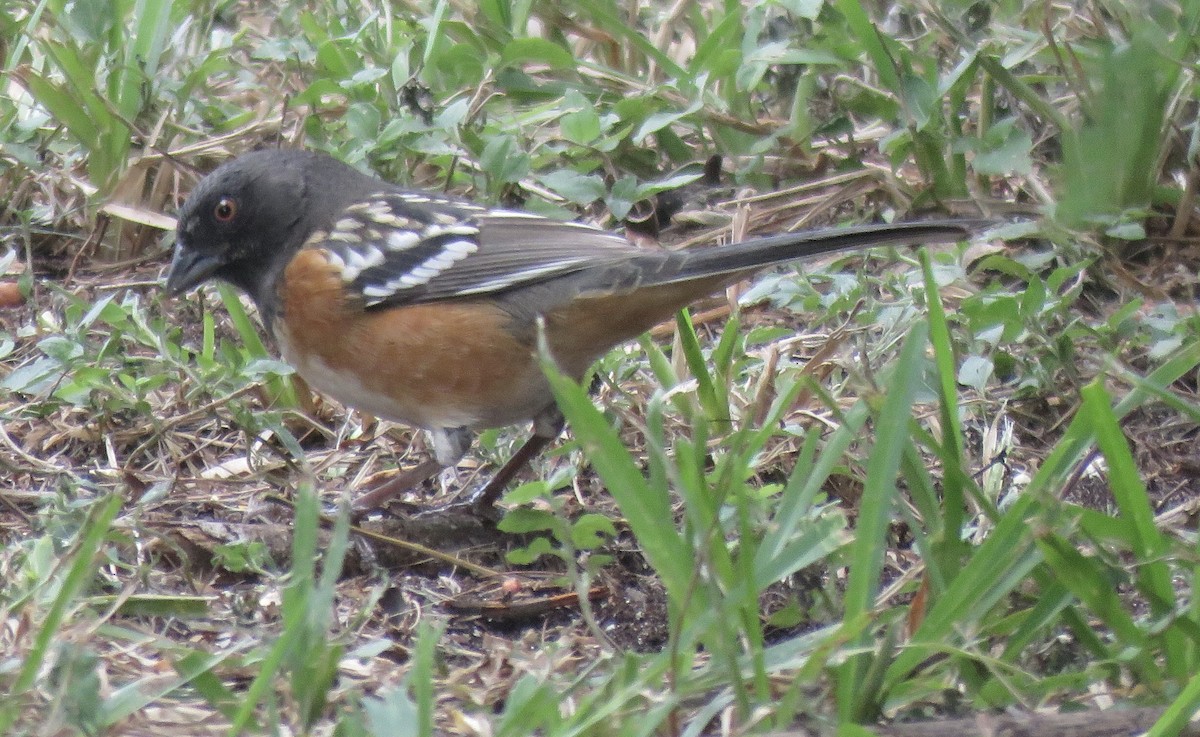 Spotted Towhee - ML610679767
