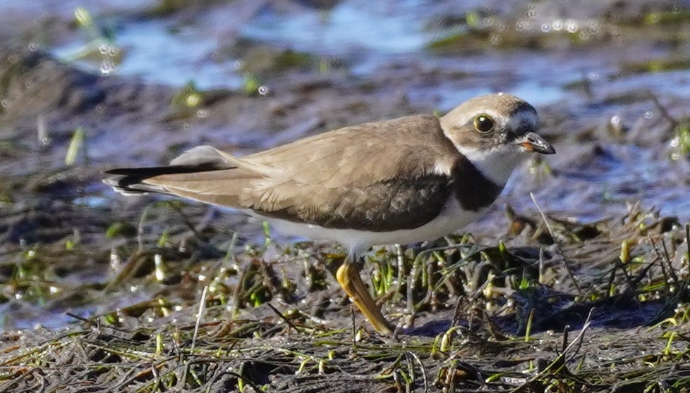 Semipalmated Plover - John McCallister